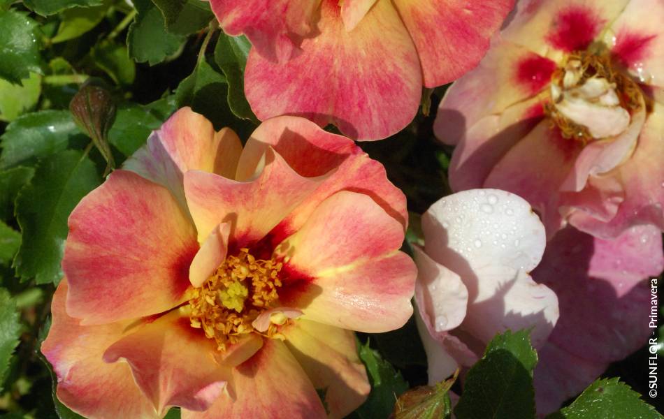 ©SUNFLOR - Primavera